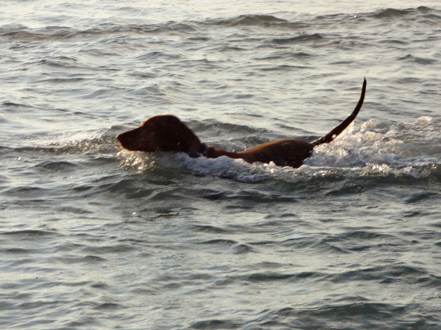 This pooch was thoroughly enjoying the water as well and swam with us the whole time we were there.