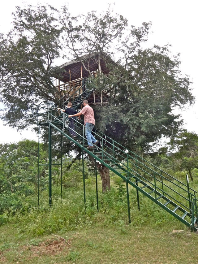 Going up the tree house earlier in the day.