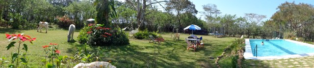 The horses came by for lunch while I swam.
