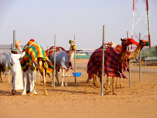 I wish we could have seen the camels race!